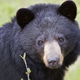 Illustration for article titled Florida Woman Attacked By Bear Practically in Her Own Home